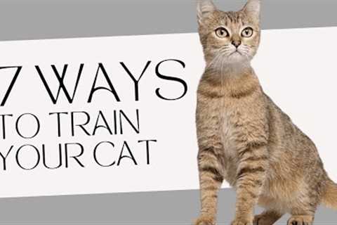 How to train your cat | easy way to train your cat