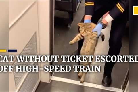 Cat in China escorted off high-speed train after being caught without ticket