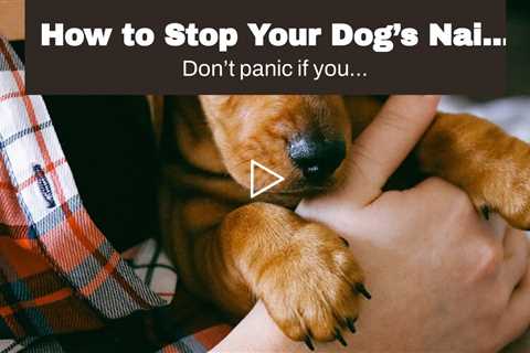How to Stop Your Dog’s Nail From Bleeding