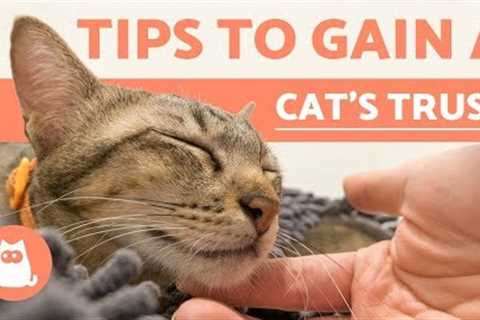 How to Gain the Trust of a Cat