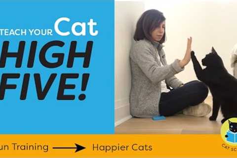 Teach Your Cat to High Five With Clicker Training!