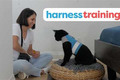 How To Harness Train Your Cat