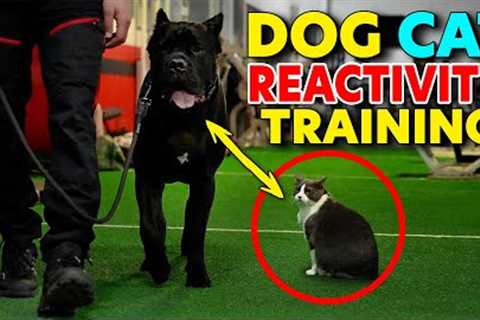 Cane Corso REACTIVITY Training With CATS! #dog #dogtraining