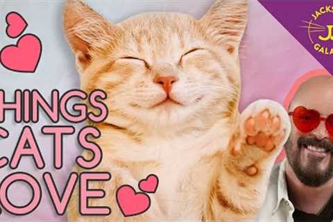 10 Things Your Cats Love!