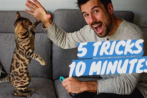 Learn 5 CAT TRICKS in 10 minutes - Easy & Cool Clicker Training Tricks