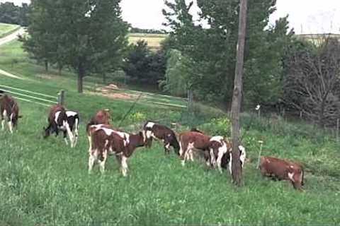 Innovations on an Organic Dairy: Successful Calf Rearing