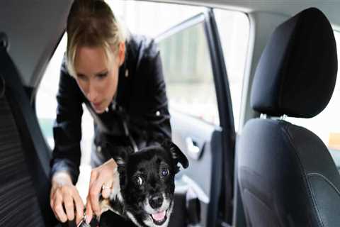 How to Keep Your Pet Safe and Secure: A Guide for Pet Owners