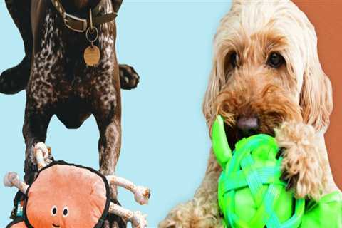 The Best Toys for Pet Care: A Guide to Pet Care and Stimulation