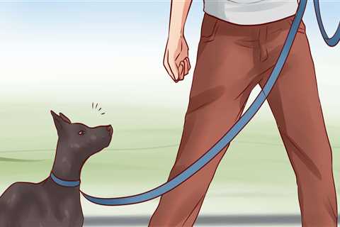 Train Your Pet to Obey Commands: Expert Tips for Successful Pet Care