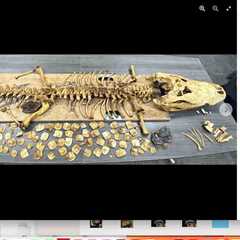 Alligator Tracked By UGA Coastal Ecology Lab Has Died