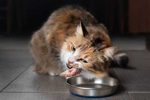 How to Transition Your Cat to a Raw Food Diet (4 Easy Steps)