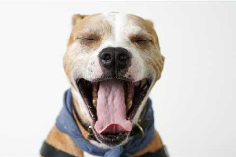 Can your dog catch your yawn?