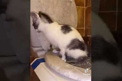 How to train your cat to use the toilet 🚽🐈 kitty toilet training tutorials from tiktok