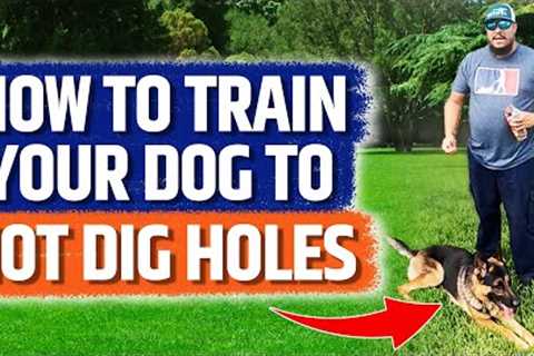 Training Tips - How to train your dog to not dig holes in your backyard