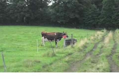 Setting up a Grazing System on Your Organic Dairy Farm