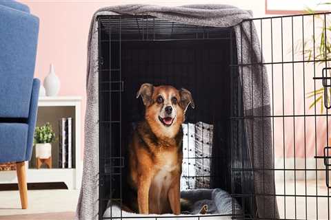 How to Create The Best Home Environment for Your Pet Dog: The guide to create a stress-free calm..