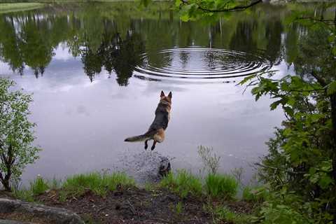 Jump-Proof Your Pooch: Master The Art Of Training Your Dog Not To Jump