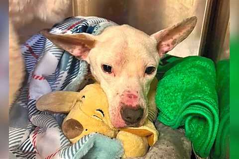 Blind Pup Confined To A Cage Without Food Finally Sees Better Days