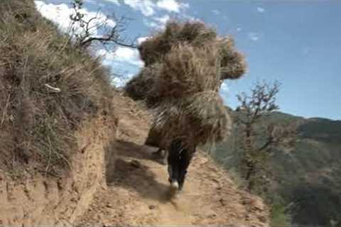 Carrying dry grass for feeding domestic animals purpose || Village life