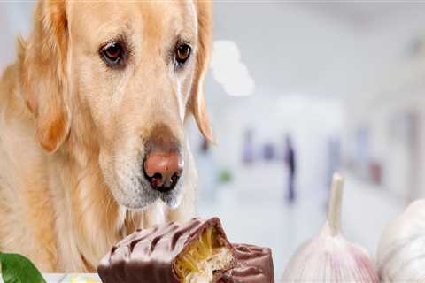 Caring for Your Pet: Foods to Avoid