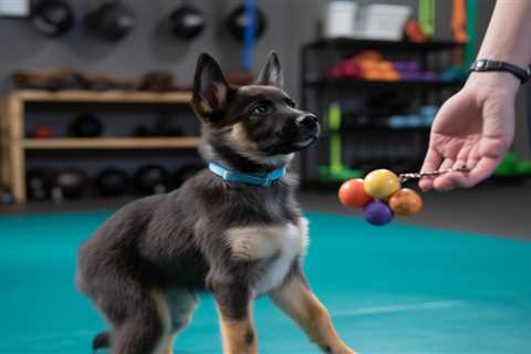 How Much Does It Cost To Get Your Dog Trained