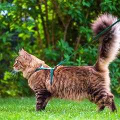 Can Cats Wear Harnesses All the Time? Tips to Keep Your Cat Safe