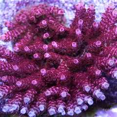 Our Top 10 Must Have SPS Corals