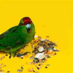 Why Are Pet Birds So Messy? Got Vacuum?