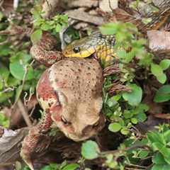 Australia Snake Catcher Records Keelback Snake Dining on Invasive Cane Toad