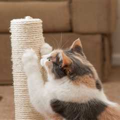 Deter Cats From Scratching Furniture With a Cat Scratching Couch