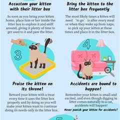 How to Train Kitten to Use the Litter Box