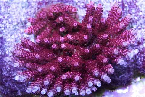 Our Top 10 Must Have SPS Corals