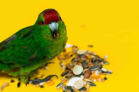 Why Are Pet Birds So Messy? Got Vacuum?