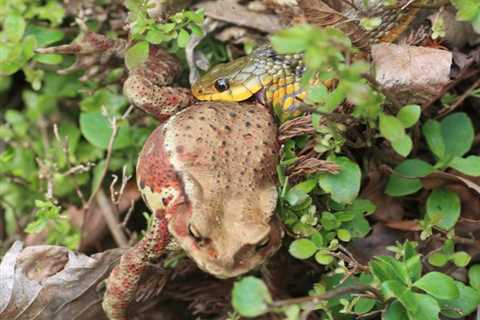Australia Snake Catcher Records Keelback Snake Dining on Invasive Cane Toad