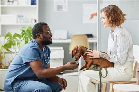 Diabetes in Dogs Treatment Plan: Steps and What to Expect