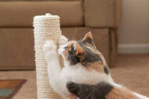 Deter Cats From Scratching Furniture With a Cat Scratching Couch