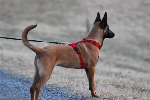 Loose Leash Training - How to Teach Your Dog to Walk Calmly Next to You Without Pulling