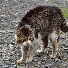 What Is the Best Way to Care for a Feral Cat in the Summer Months?