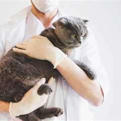 How To Find a Cat-Friendly Vet: 5 Important Steps