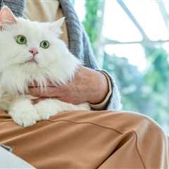 Home Remedies for Deworming Cats