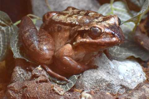 Dominic, Akron Zoo’s Mountain Chicken Frog Dies at 18 Years 10 Months