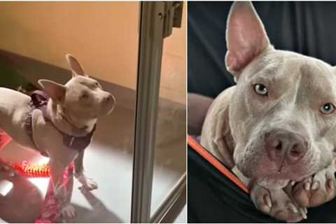 Deaf Dog Returned To Shelter Twice Watches People Pass Him By