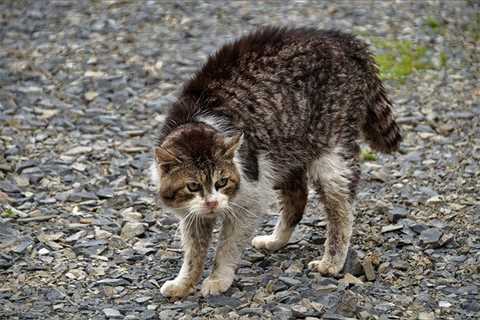 What Is the Best Way to Care for a Feral Cat in the Summer Months?
