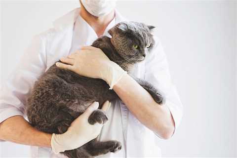 How To Find a Cat-Friendly Vet: 5 Important Steps