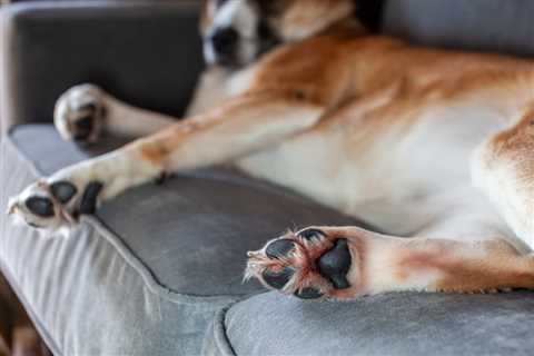 Pododermatitis in Dogs: Understanding This Dog Paw Condition