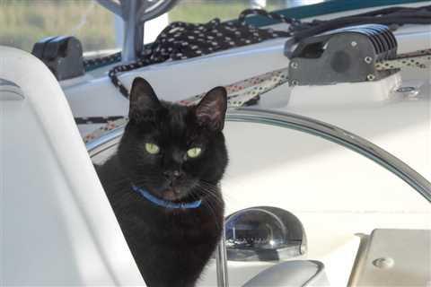 How to Sail with a Cat (The Ultimate Guide)