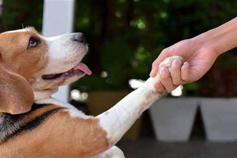 What is Positive Reinforcement Dog Training?