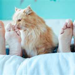 Why Does My Cat Keep Licking My Feet? Top 6 Reasons