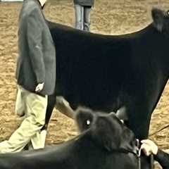 How to Choose the Perfect Show Steer or Heifer in Oklahoma