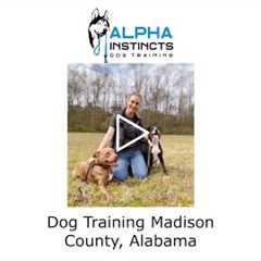 Dog Training Madison County Alabama - Alpha Instincts Dog Training